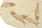 Fossil Fish (Knightia) Mortality Plate - Wyoming #339031-1